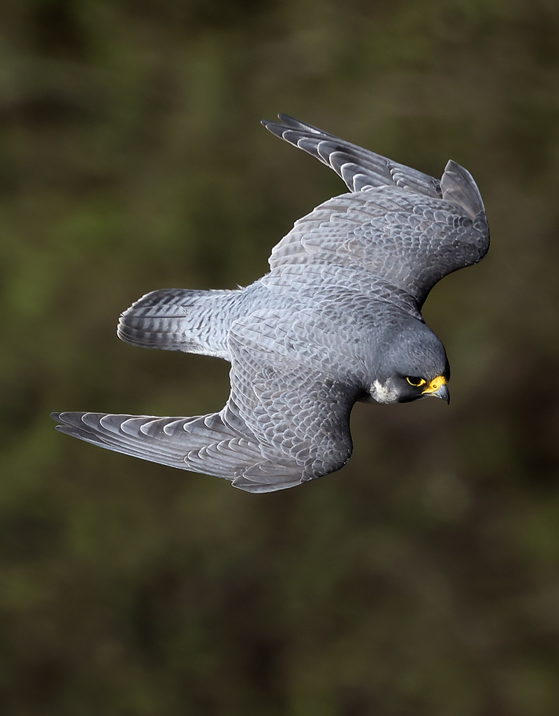 peregrine